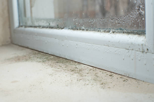 Best Emergency Mold Remediation  in Bartlett, TX